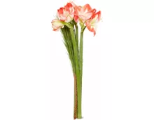 M-Classic Amaryllis