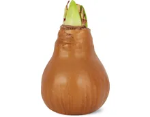 M-Classic Amaryllis im Wachs