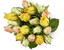 M-Classic Minirosen, Fairtrade