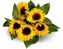 M-Classic Sonnenblumen