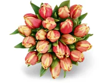 M-Classic Tulpen, Bund, 20 Stück