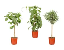 Mediterrane Fruchtgehölze