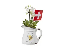 Mini Orchideen in Kuhtasse