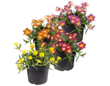 Mittagsblume T17