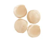 MSC Japanische Kammmuschel