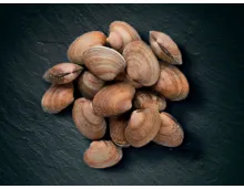 MSC Vongole
