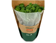 Naturaplan Bio Demeter Basilikum im Topf