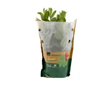 Naturaplan Bio Demeter Pfefferminz im Topf