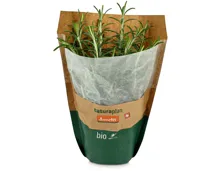 Naturaplan Bio Demeter Rosmarin im Topf