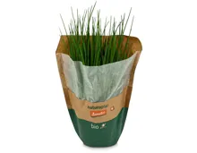 Naturaplan Bio Demeter Schnittlauch im Topf