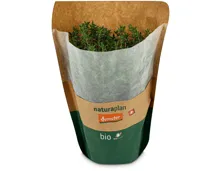 Naturaplan Bio Demeter Thymian im Topf