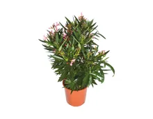 Oleander XXL LIDL ab 13.04.2023 Aktionis.ch