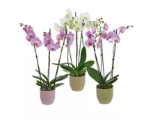 Orchidee 3-Trieber