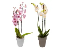 Orchidee 3-Trieber