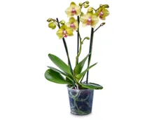 Orchidee