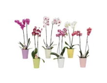 Orchidee