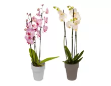 Orchidee