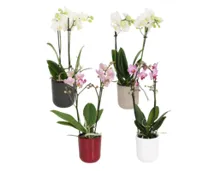 Orchidee midi im Übertopf