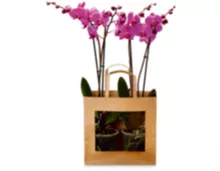 Orchidee (Phalaenopsis), 2 Rispen, verschiedene Farben, Topf Ø 12 cm, 2 Stück pro Tasche