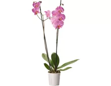 Orchidee Phalaenopsis