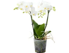 Orchidee Phalaenopsis