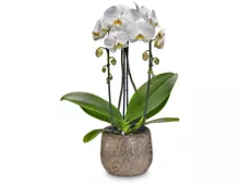 Orchidee Phalaenopsis «Cascade»