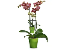 Orchideen