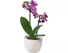 Orchideen in Keramiktopf