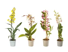 Orchideen Mix