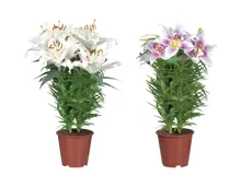 Orientalische Lilien