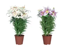 Orientalische Lilien LIDL ab 20.06.2022 Aktionis.ch