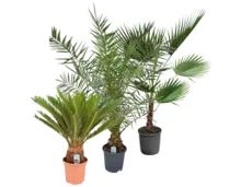 Outdoor Palmenmix/Strelitzie