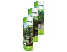 Palmenmix in Faltschachtel