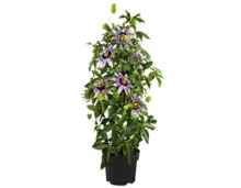 Passiflora Pyramide T19