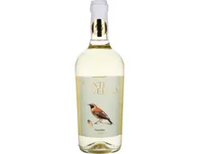 Pecorino Bianco Terre d'Abruzzo Igp, Monte Velino (2025) – Weisswein, Italien (0.75l)