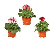 Pelargonium grandiflorum