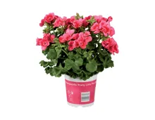 Pelargonium «Pretty Little»