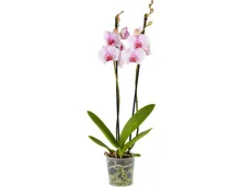 Phalaenopsis 2 Rispen