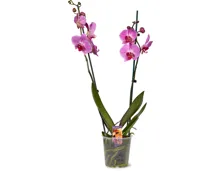 Phalaenopsis, 2 Rispen