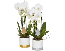 Phalaenopsis 2 Rispen