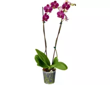 Phalaenopsis 2 Rispen