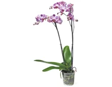 Phalaenopsis 2 Rispen
