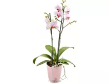 Phalaenopsis, 2 Rispen