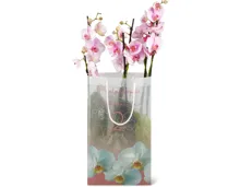 Phalaenopsis 2 Rispen