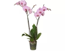 Phalaenopsis 2 Rispen, im Topf, 12 cm