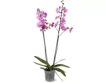 Phalaenopsis 2 Rispen, Topf, Ø 15 cm
