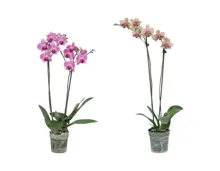 Phalaenopsis 2-Stieler