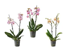 Phalaenopsis 2-Stieler