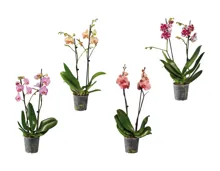 Phalaenopsis 2-Stieler