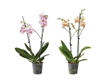 Phalaenopsis 2-Stieler